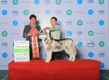 2013��3���㽭����CKU ��ʿ��BRUCE�s�@PUPPY BIS1�� PUPPY BIS2